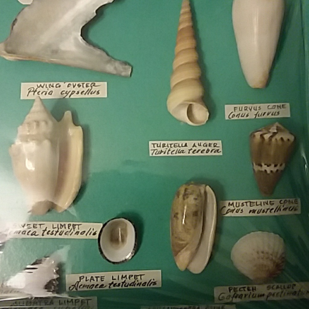 Sea shells - Picture 4 of 4